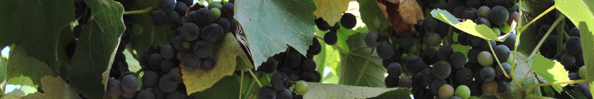 wine grapes ripe for the picking