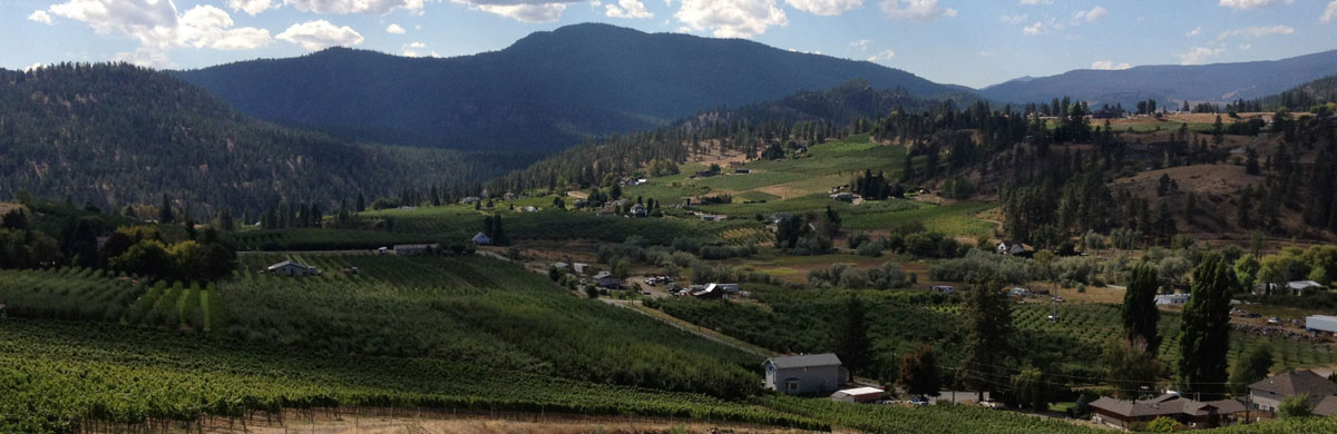 View of the vineyards in the Okanagan Valley